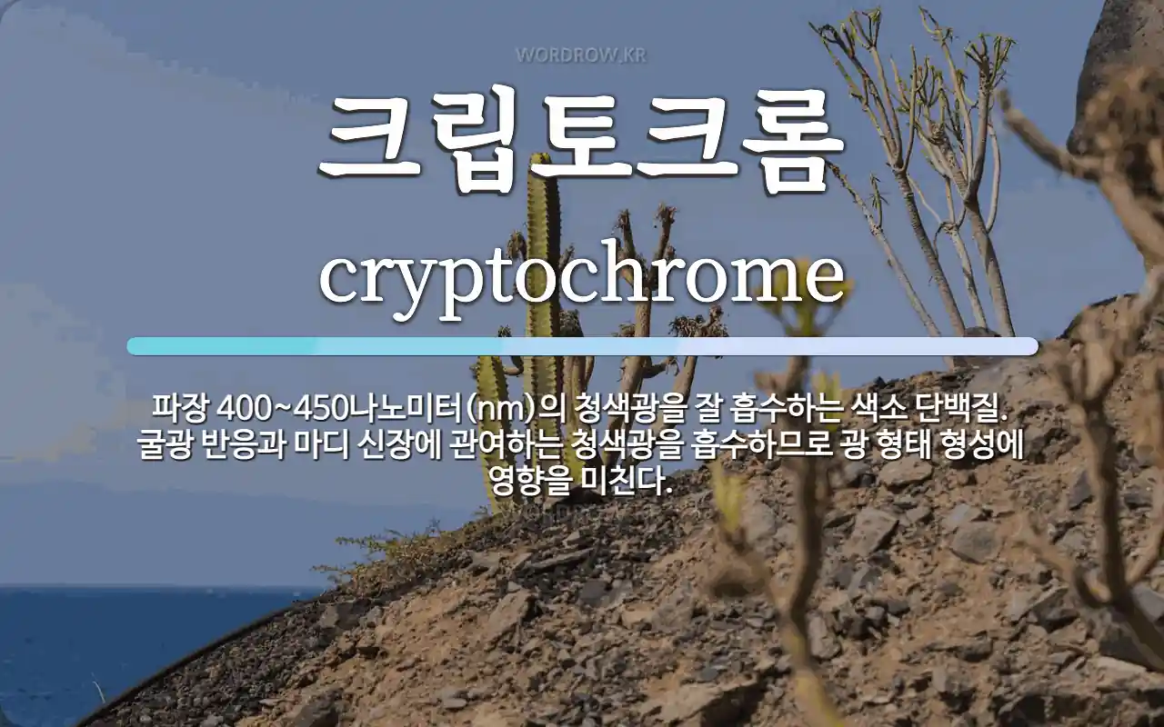 크립토크롬 뜻: 파장 400~450나노미터(nm)의 청색광을 잘 흡수하는 색소 단백질. 굴광 반응과 마디