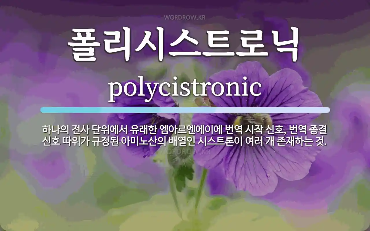 폴리시스트로닉 뜻: 하나의 전사 단위에서 유래한 엠아르엔에이에 번역 시작 신호, 번역 종결 신호 따위가 규정된