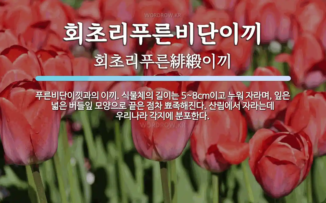 회초리푸른비단이끼 뜻: 푸른비단이낏과의 이끼. 식물체의 길이는 5~8cm이고 누워 자라며, 잎은 넓은 버들잎 모양