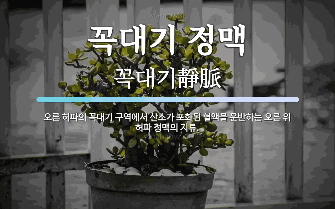 꼭대기 정맥 뜻