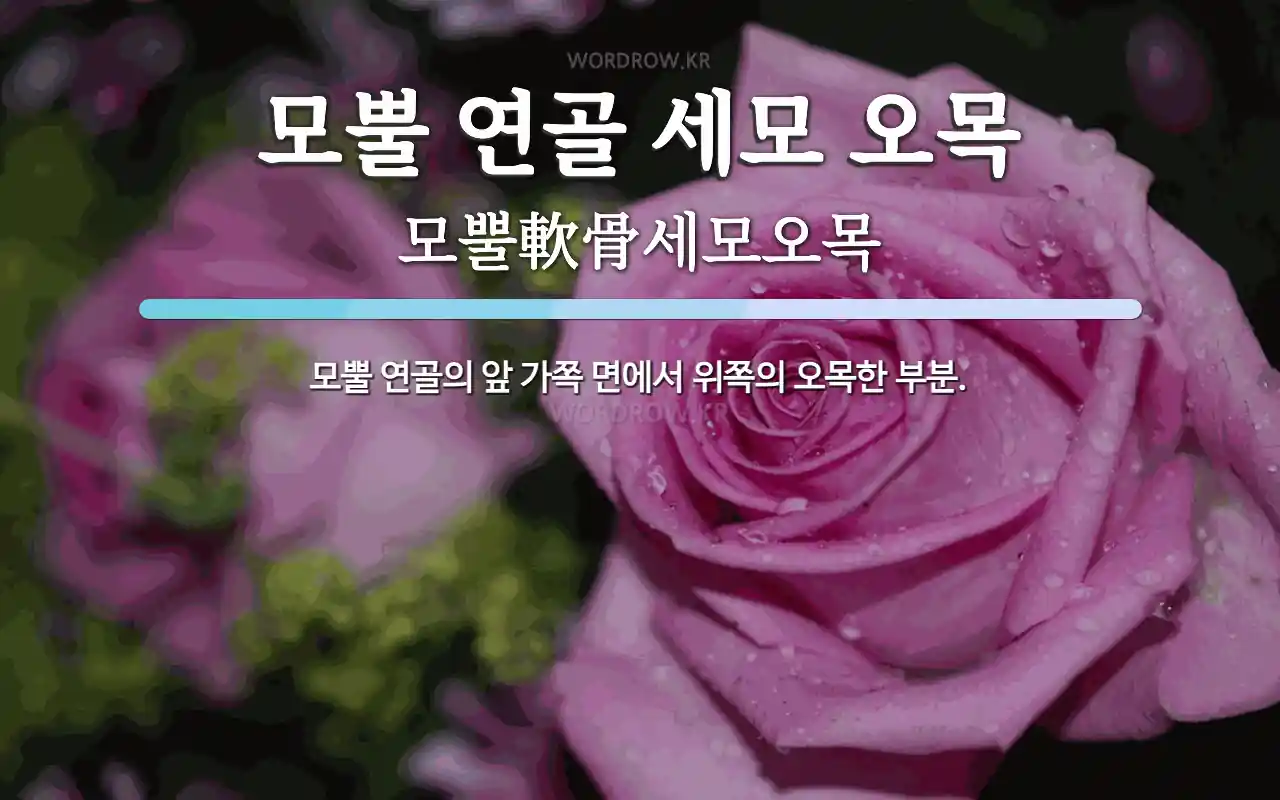 모뿔 연골 세모 오목 뜻