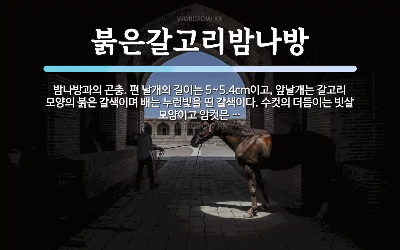 붉은갈고리밤나방 뜻