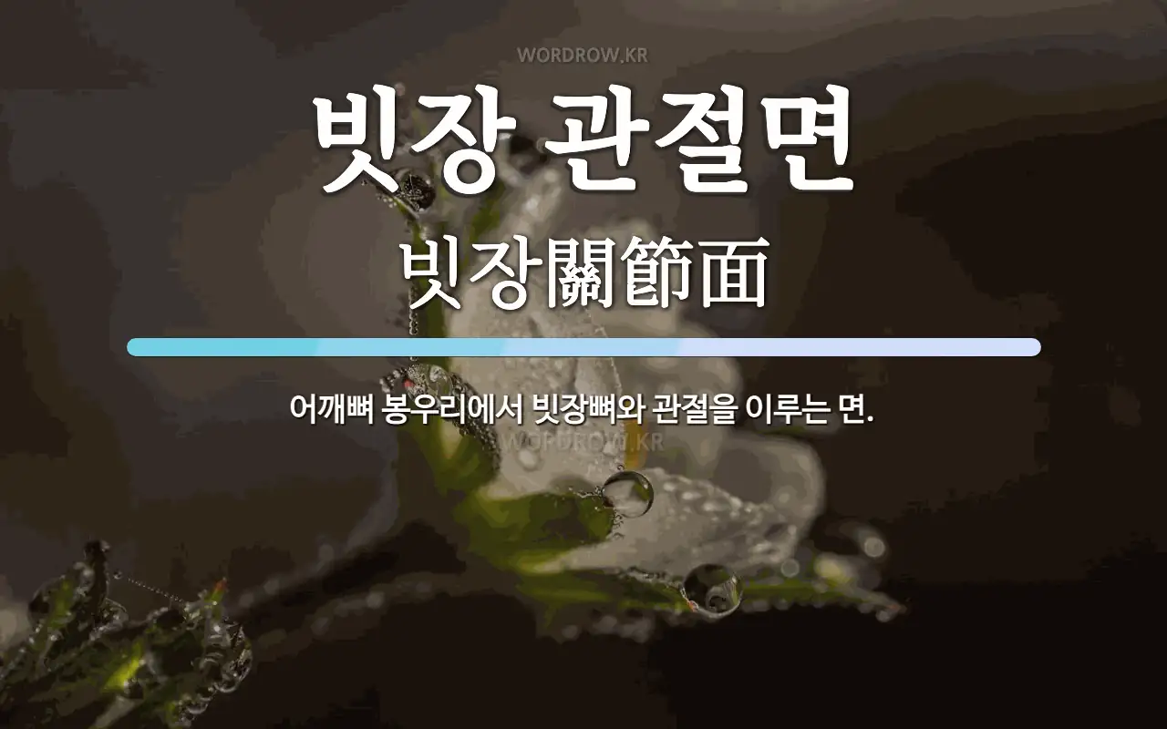 빗장 관절면 뜻