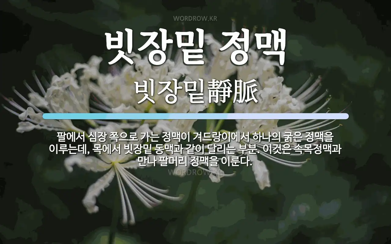 빗장밑 정맥 뜻