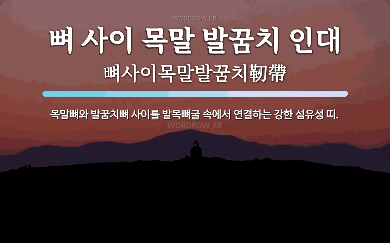 뼈 사이 목말 발꿈치 인대 뜻