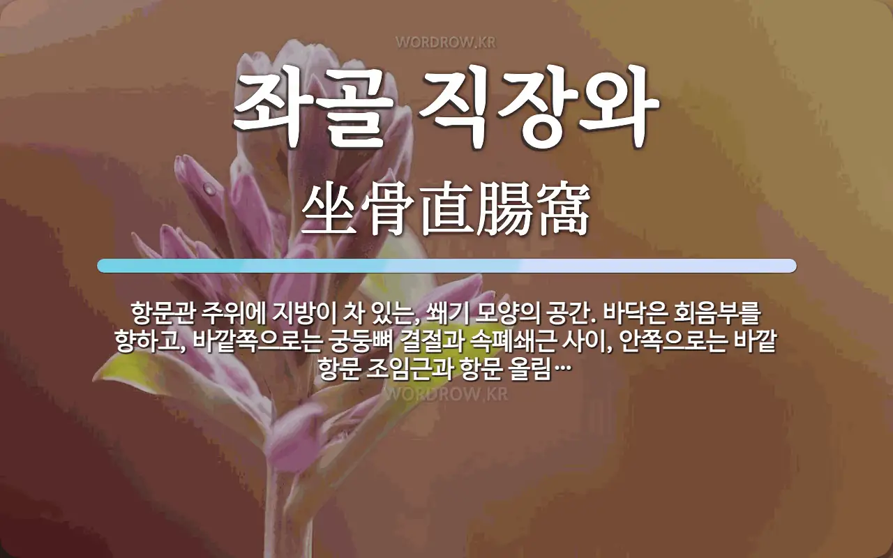 좌골 직장와 뜻