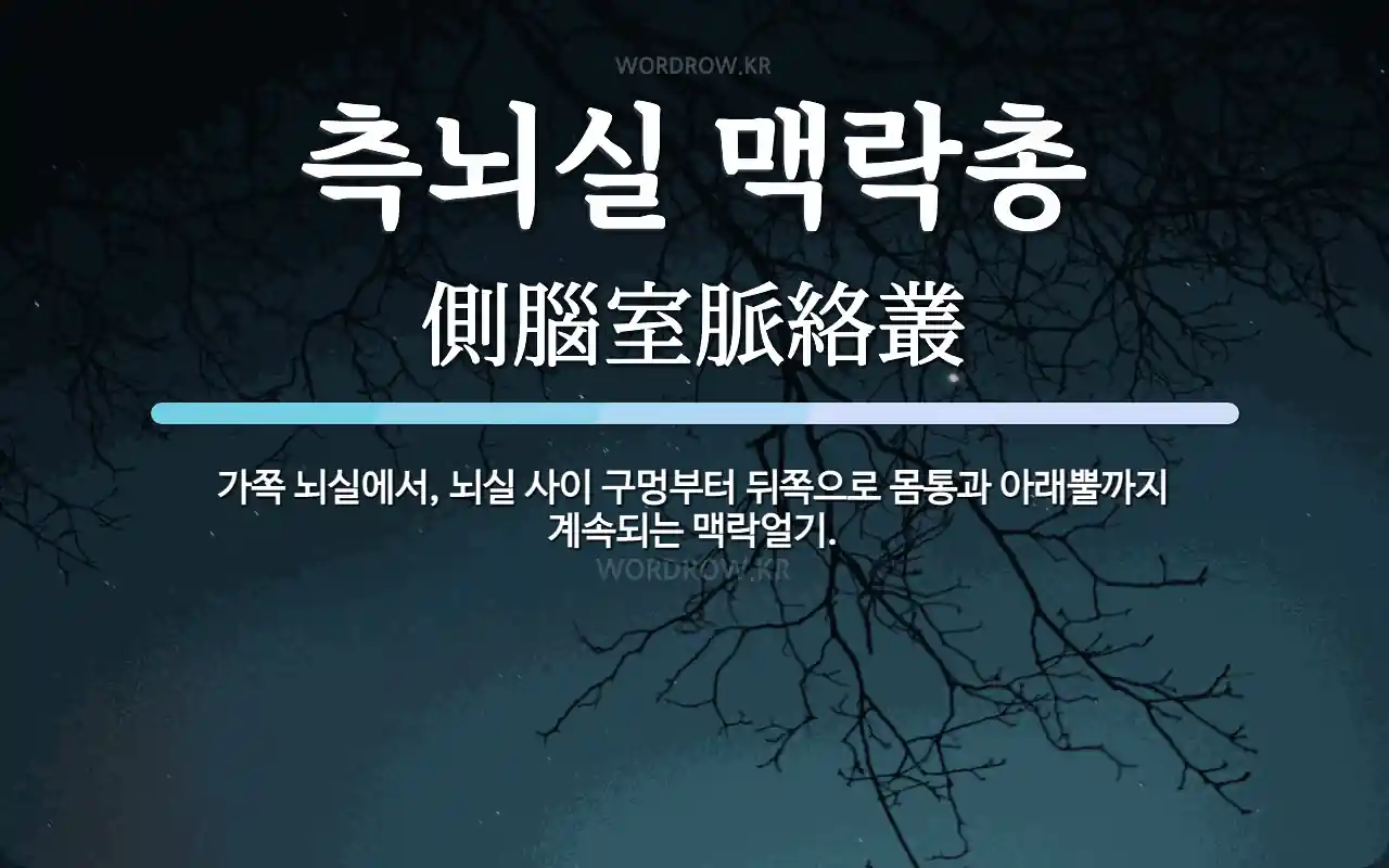 측뇌실 맥락총 뜻